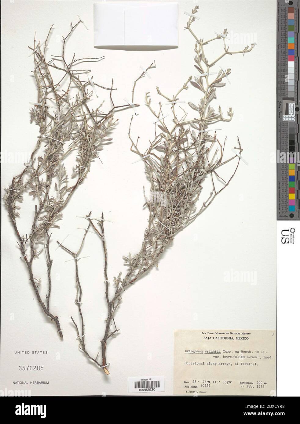 Eriogonum wrightii subsp brevifolium Eriogonum wrightii subsp brevifolium. Stock Photo