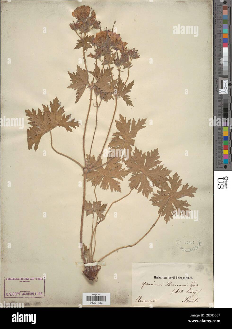 Geranium ibericum Geranium ibericum. Stock Photo
