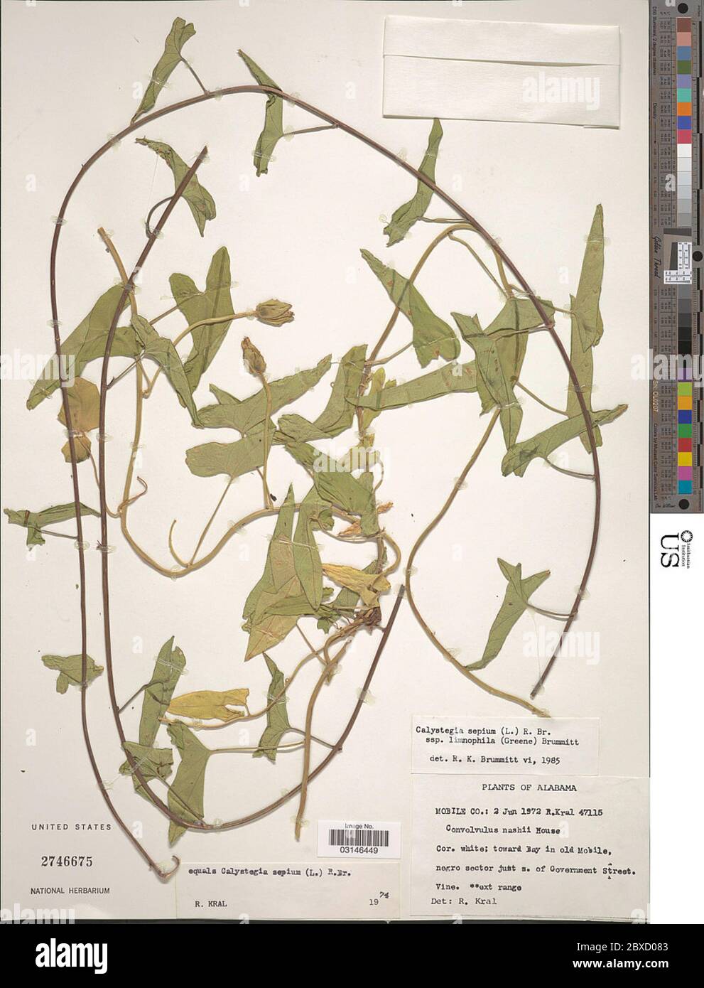 Calystegia sepium subsp limnophila Greene Brummitt Calystegia sepium subsp limnophila Greene Brummitt. Stock Photo