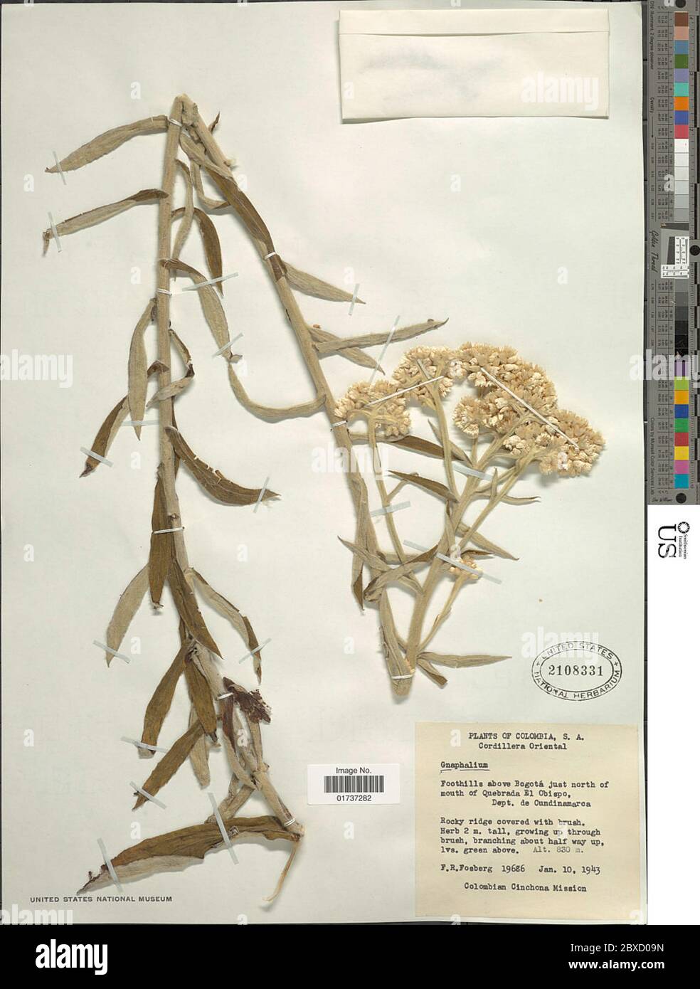 Gnaphalium Sp Gnaphalium Sp Stock Photo Alamy