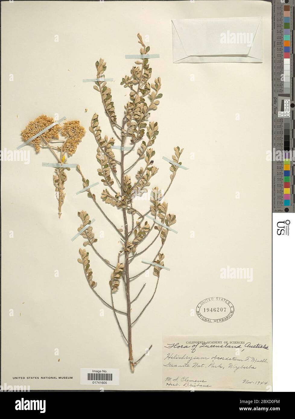 Ozothamnus hi-res stock photography and images - Alamy