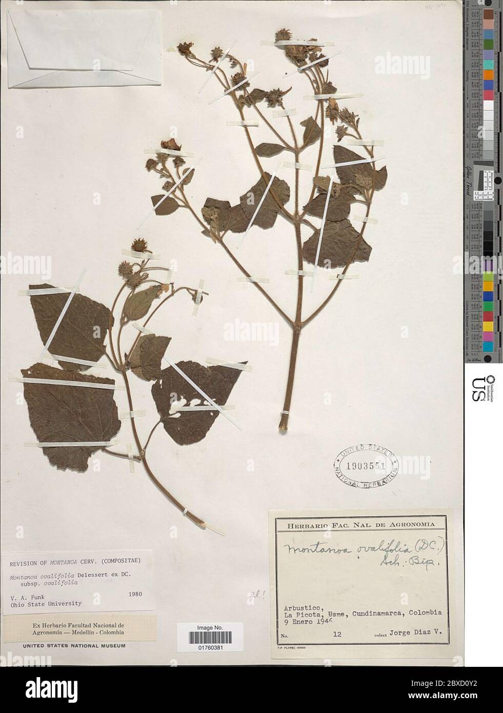Montanoa ovalifolia subsp ovalifolia DC Montanoa ovalifolia subsp ovalifolia DC. Stock Photo