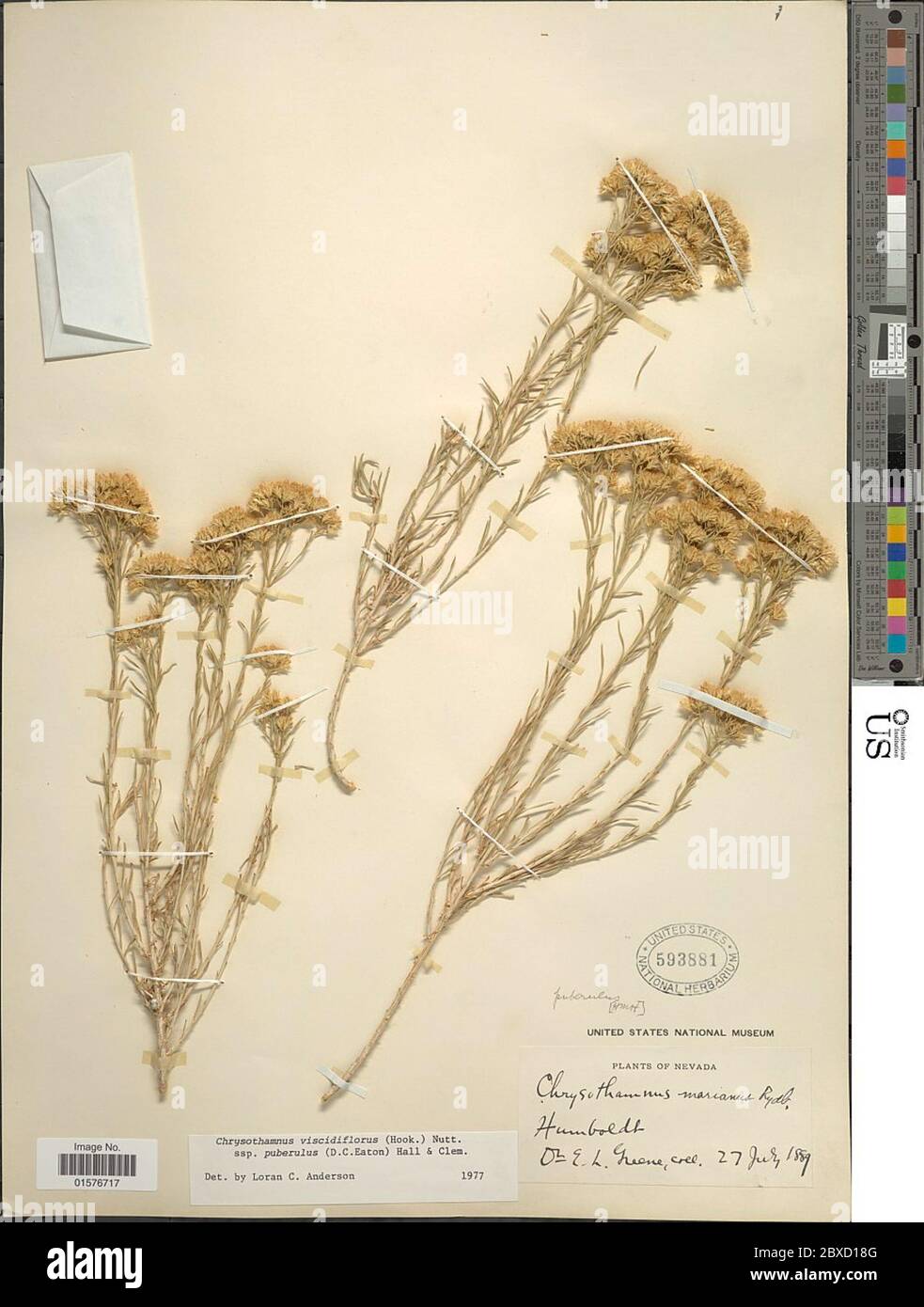 Chrysothamnus viscidiflorus subsp puberulus DC Eaton HM Hall Clem Chrysothamnus viscidiflorus subsp puberulus DC Eaton HM Hall Clem. Stock Photo