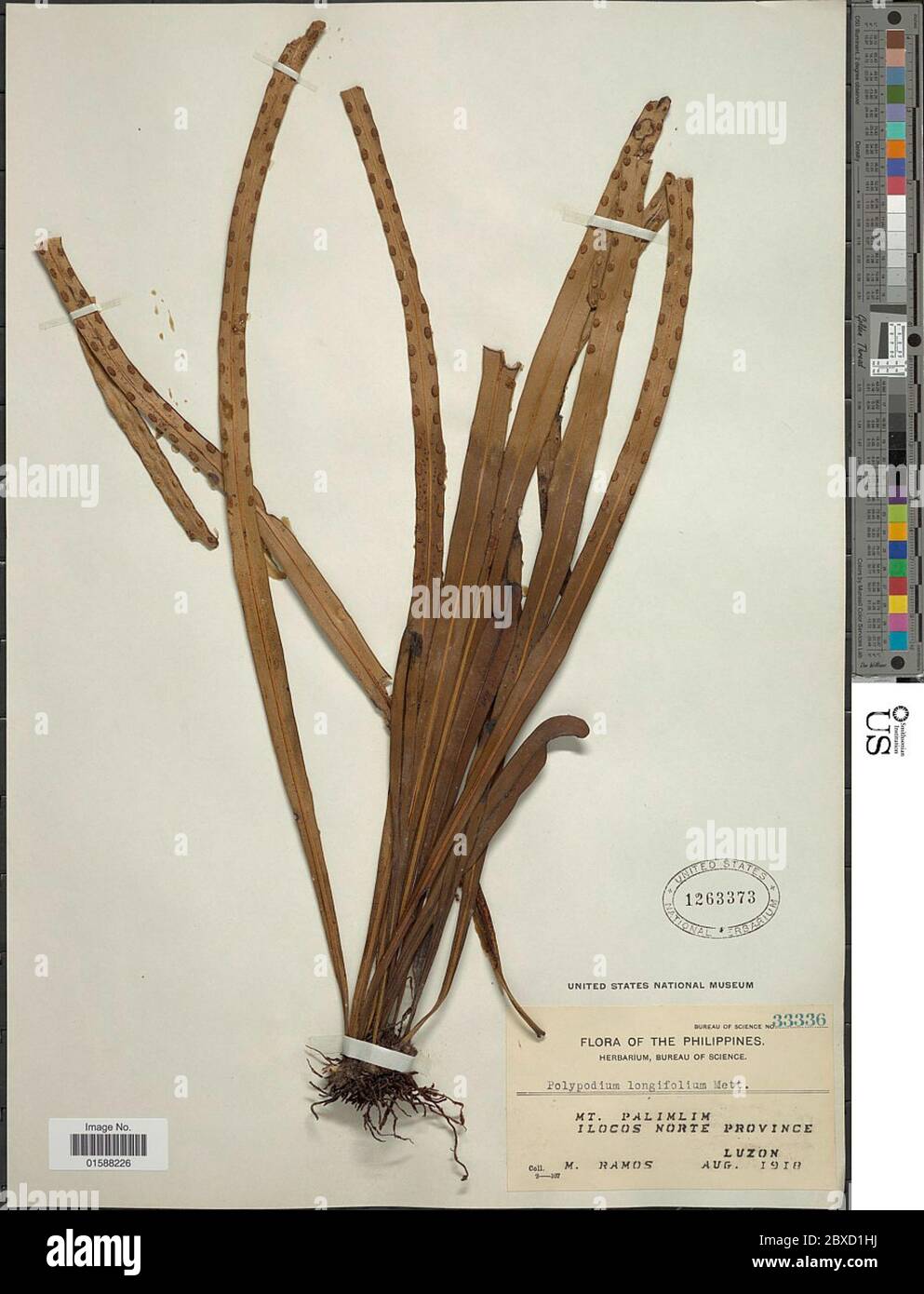 Lepisorus longifolius Blume Holttum Lepisorus longifolius Blume Holttum. Stock Photo
