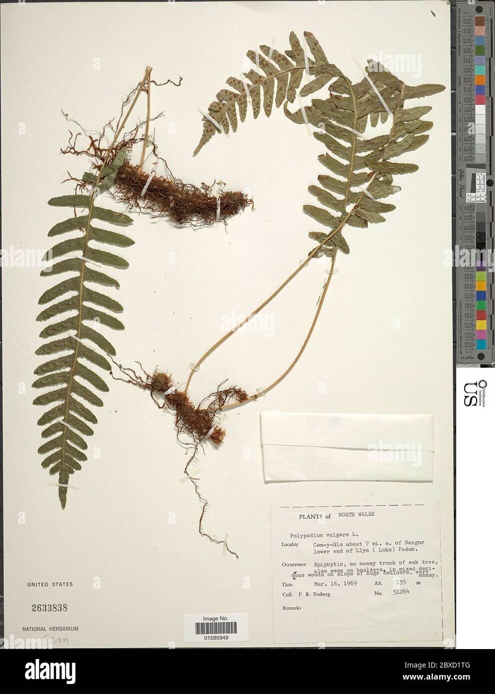 Polypodium vulgare L Polypodium vulgare L Stock Photo - Alamy