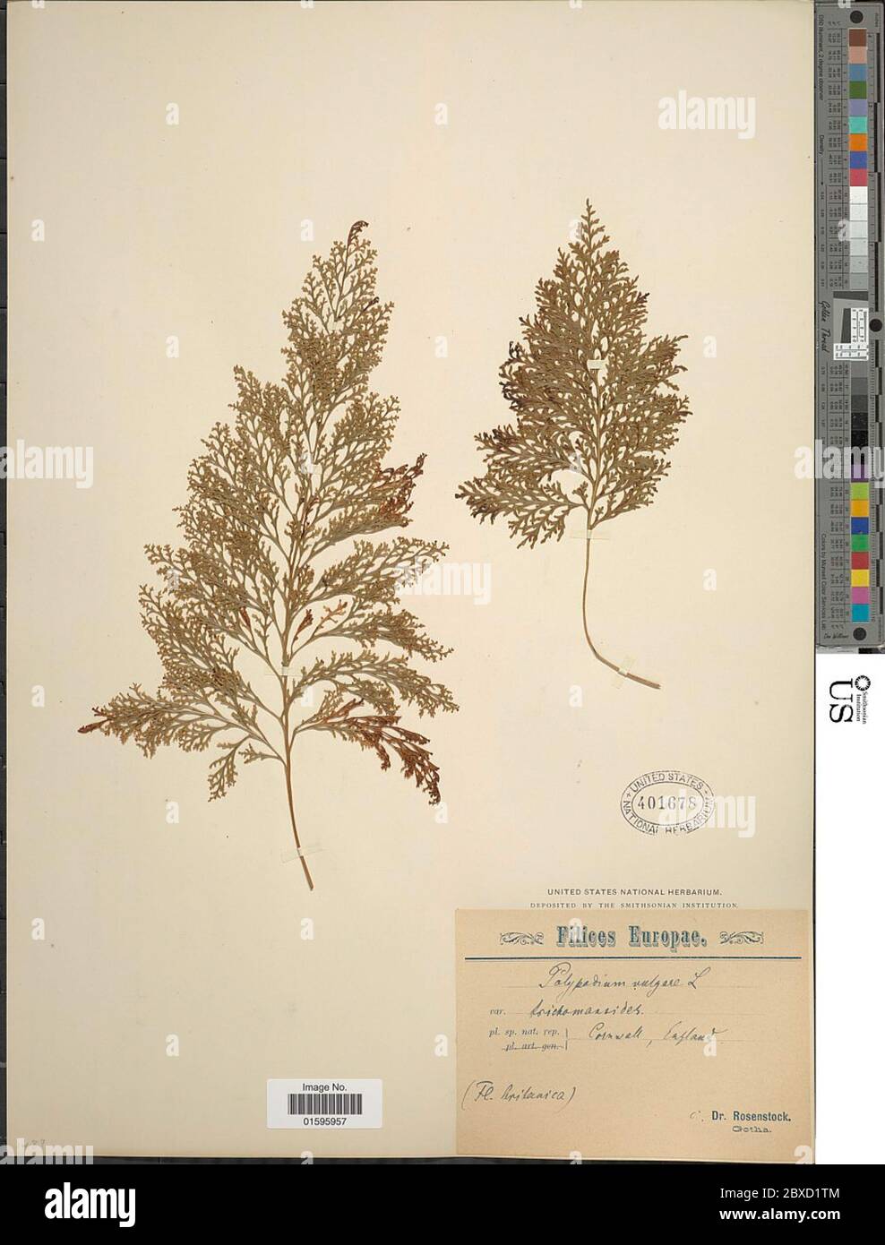 Polypodium vulgare L Polypodium vulgare L Stock Photo - Alamy
