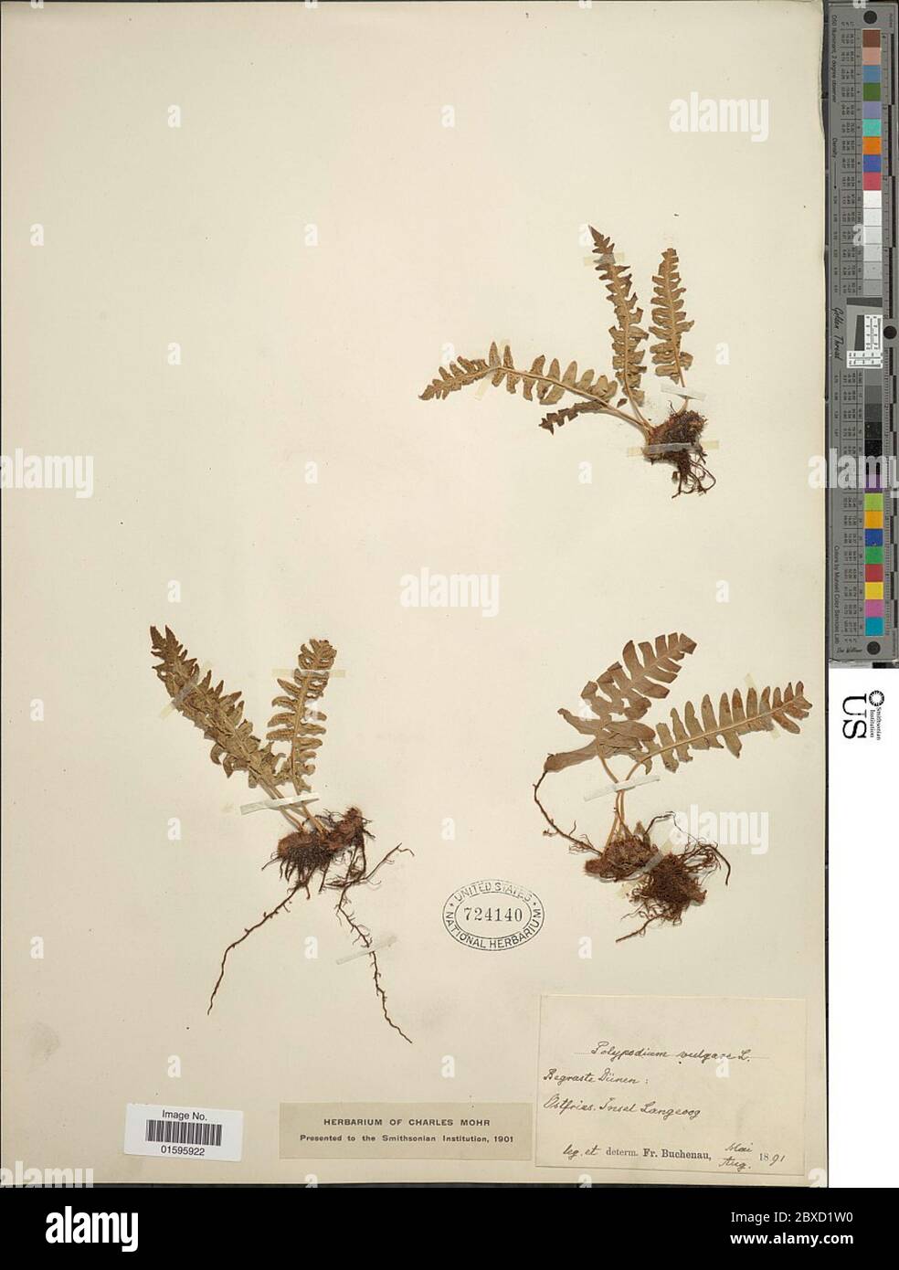 Polypodium vulgare L Polypodium vulgare L Stock Photo - Alamy