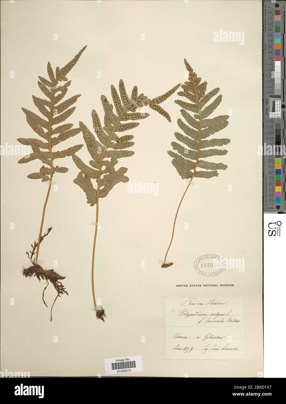 Polypodium vulgare L Polypodium vulgare L Stock Photo - Alamy