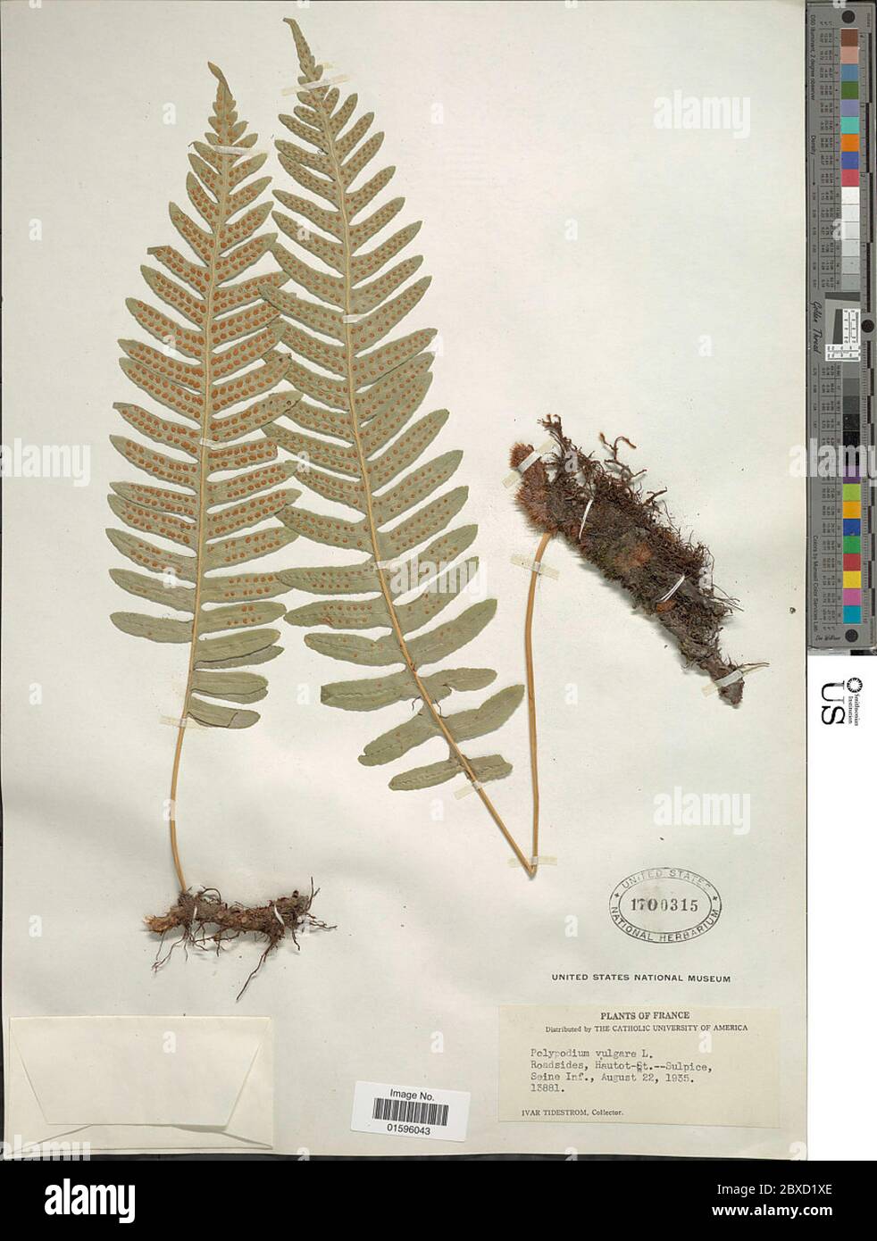 Polypodium vulgare L Polypodium vulgare L Stock Photo - Alamy