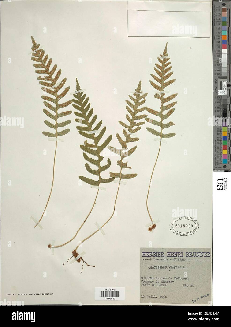 Polypodium vulgare L Polypodium vulgare L Stock Photo - Alamy