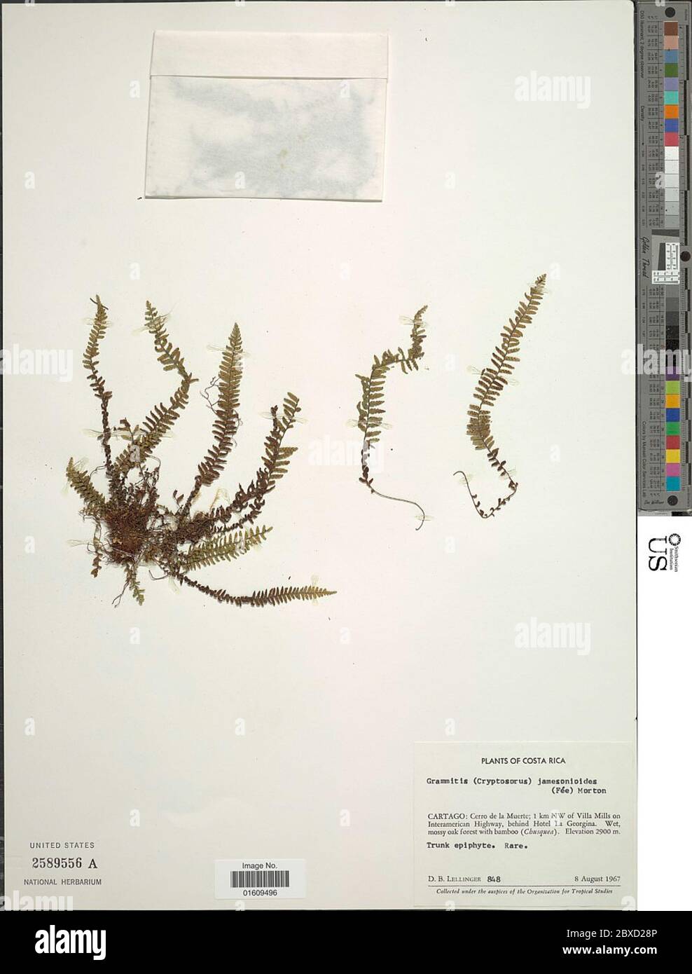Labiak Galactodenia subscabra Klotzsch Sundue Labiak Galactodenia subscabra ...