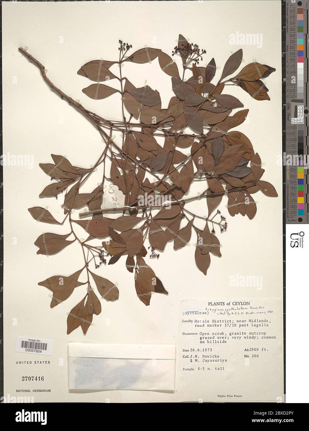 Syzygium spathulatum Thwaites Syzygium spathulatum Thwaites. Stock Photo