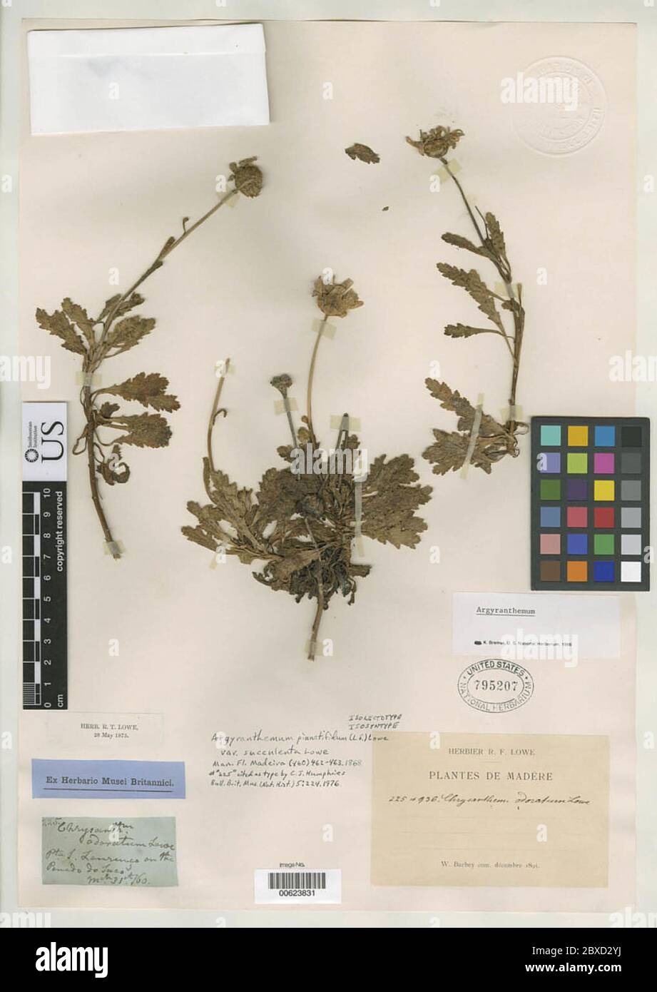 Argyranthemum pinnatifidum var succulenta Lowe Argyranthemum pinnatifidum var succulenta Lowe. Stock Photo