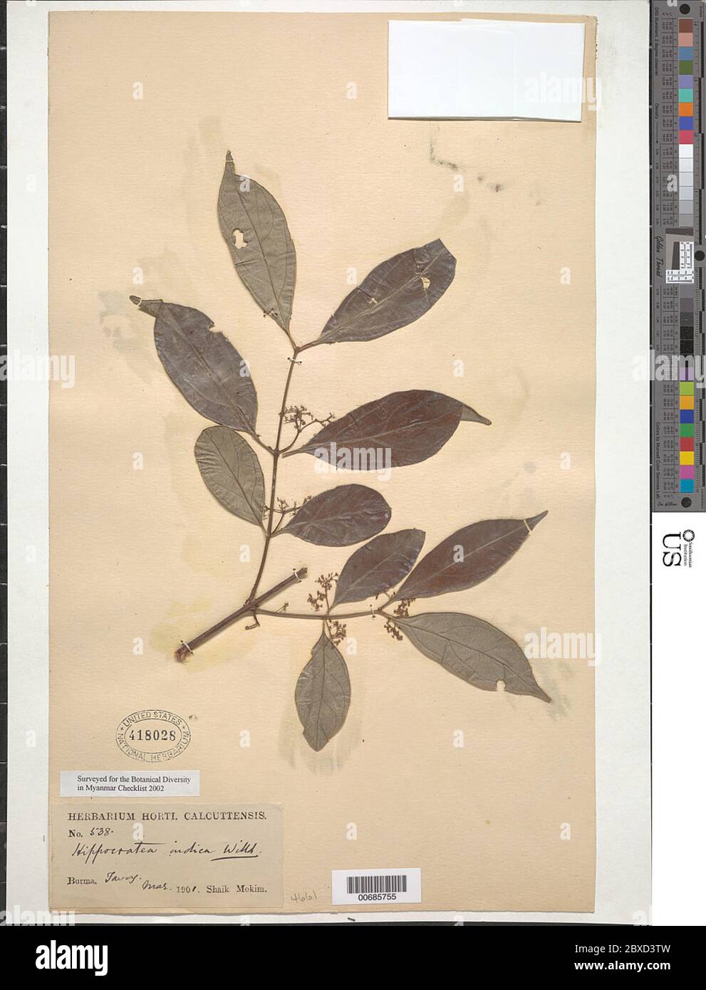 Hippocratea indica Willd Hippocratea indica Willd. Stock Photo