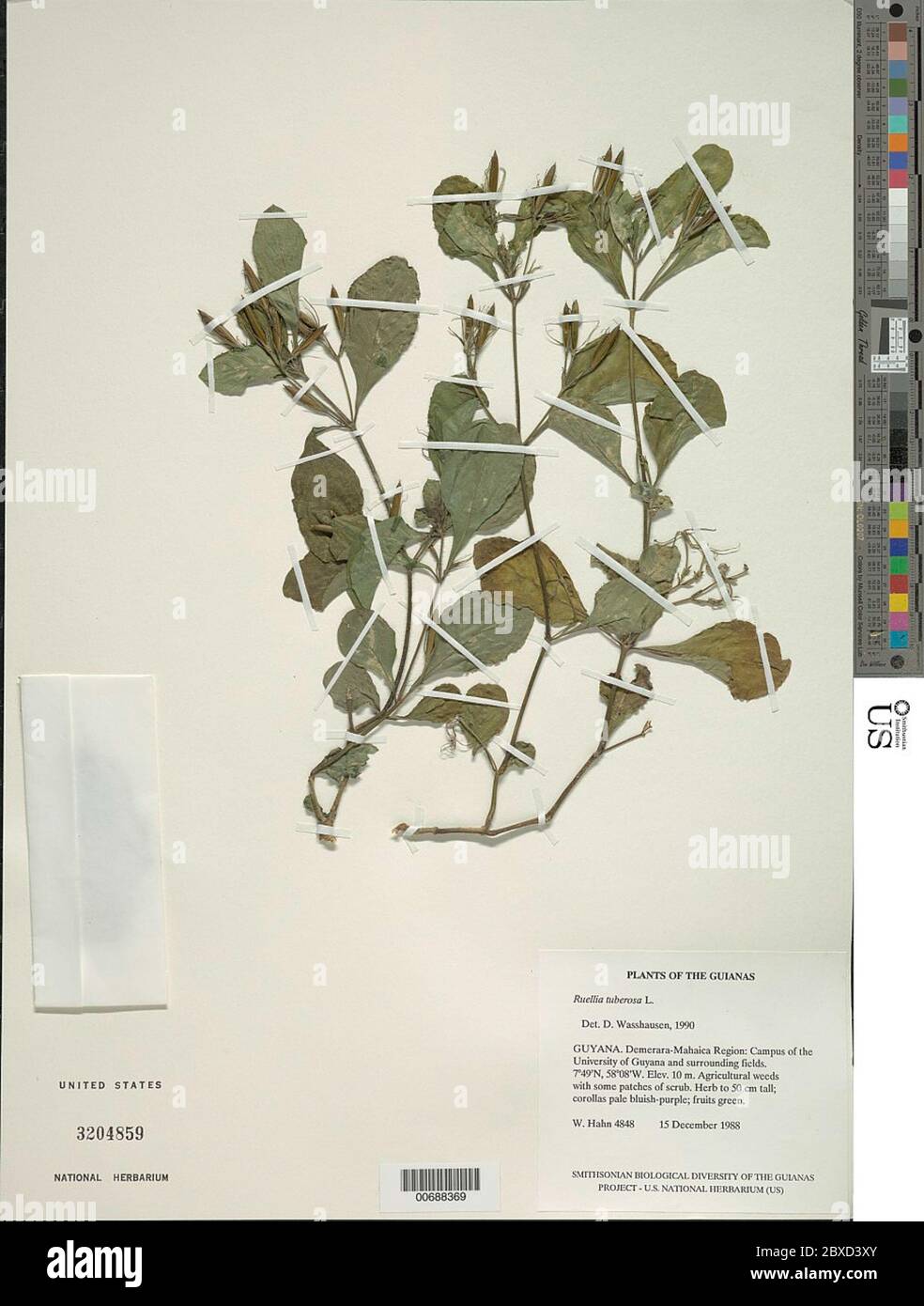 11+ Ruellia Tuberosa L Pics