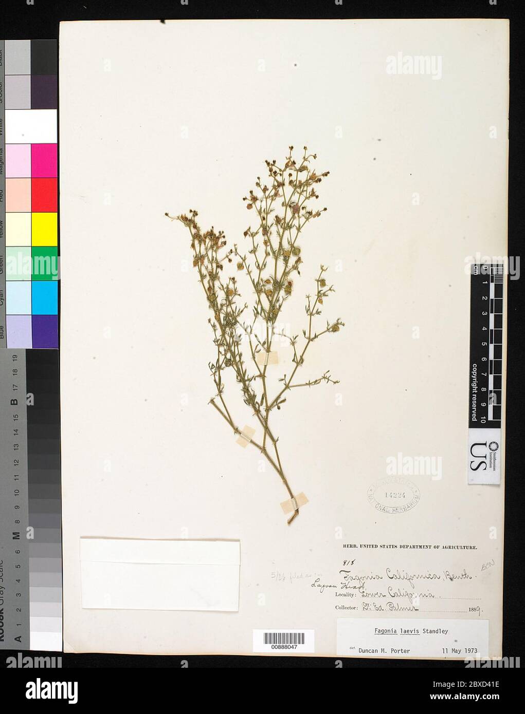 Fagonia californica Benth Fagonia californica Benth. Stock Photo