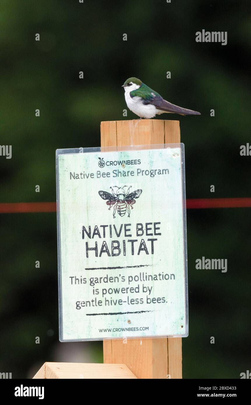 A Violet-Green Swallow perches on a post above a Native Bee Habitat sign in Marymoor Park in Redmond, Washington. Stock Photo