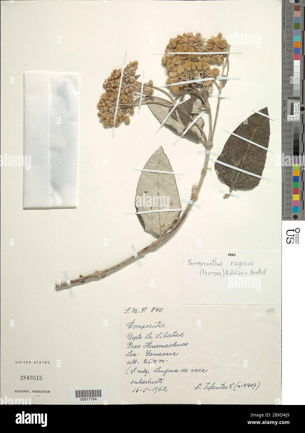 Ferreyranthus rugosus Ferreyra H Rob Brettell Ferreyranthus rugosus Ferreyra H Rob Brettell. Stock Photo