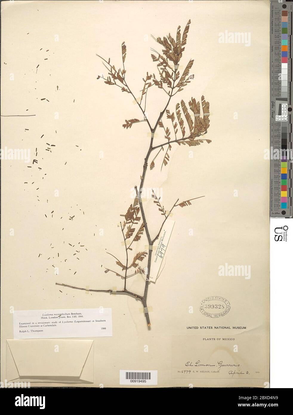 Lysiloma microphyllum Benth Lysiloma microphyllum Benth. Stock Photo