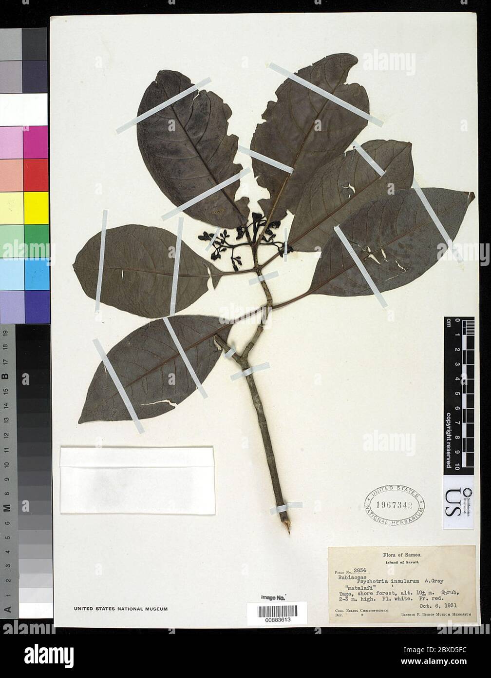 Psychotria insularum A Gray Psychotria insularum A Gray. Stock Photo