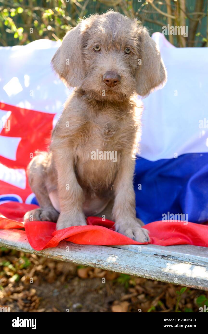 Grey-haired puppy with the Slovak flag. The puppy is of the breed: Slovak Rough-haired Pointer or Slovak Wirehaired Pointing Griffon Stock Photo