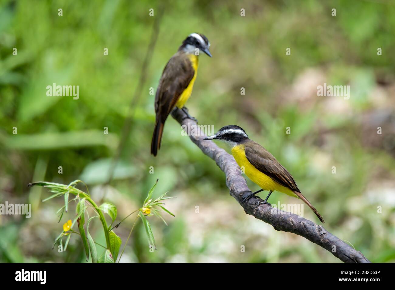 Great Kiskadee (Pitangus sulphuratus sulphuratus) in the Peruvian Amazon Stock Photo