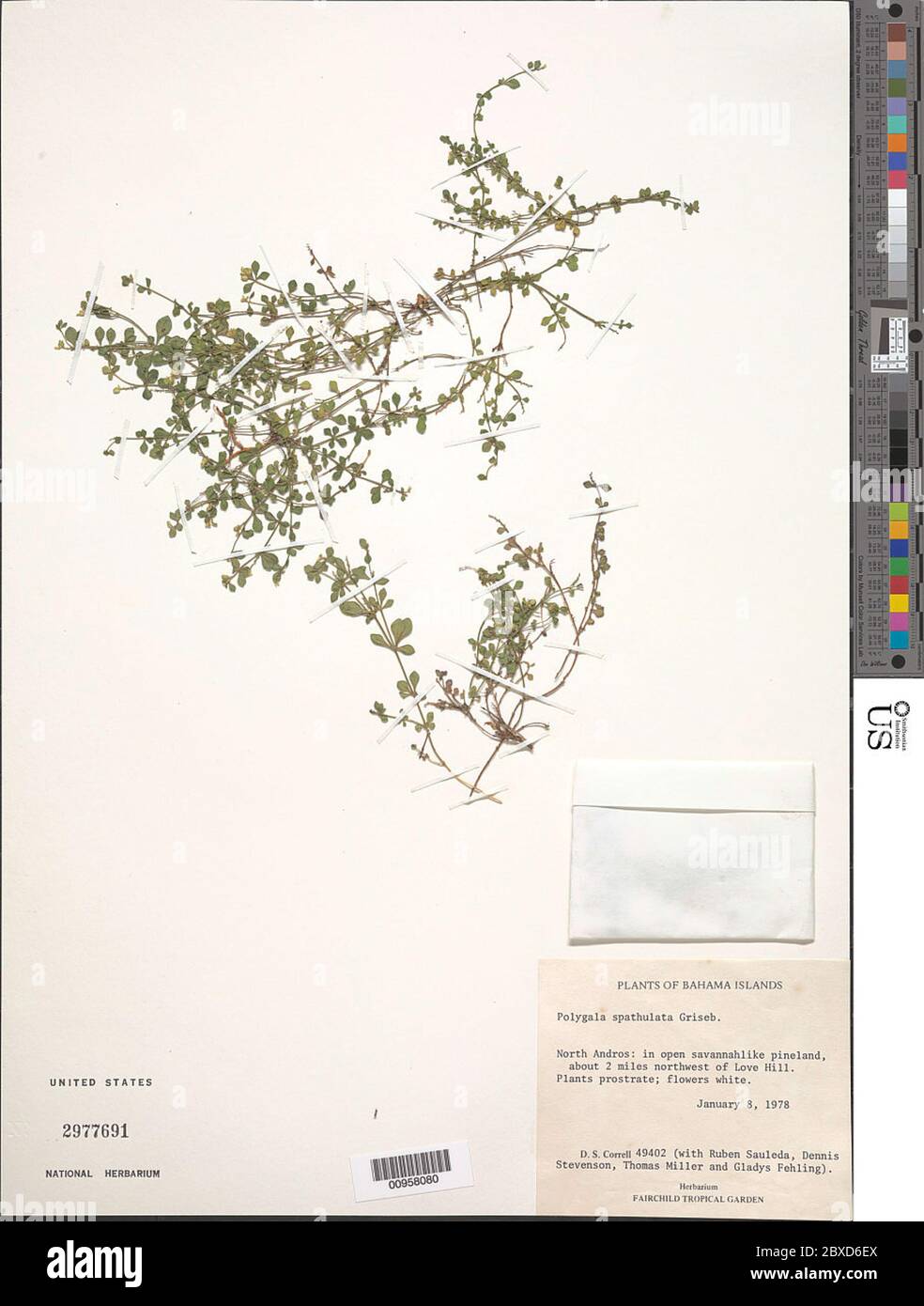 Polygala spathulata Griseb Polygala spathulata Griseb. Stock Photo