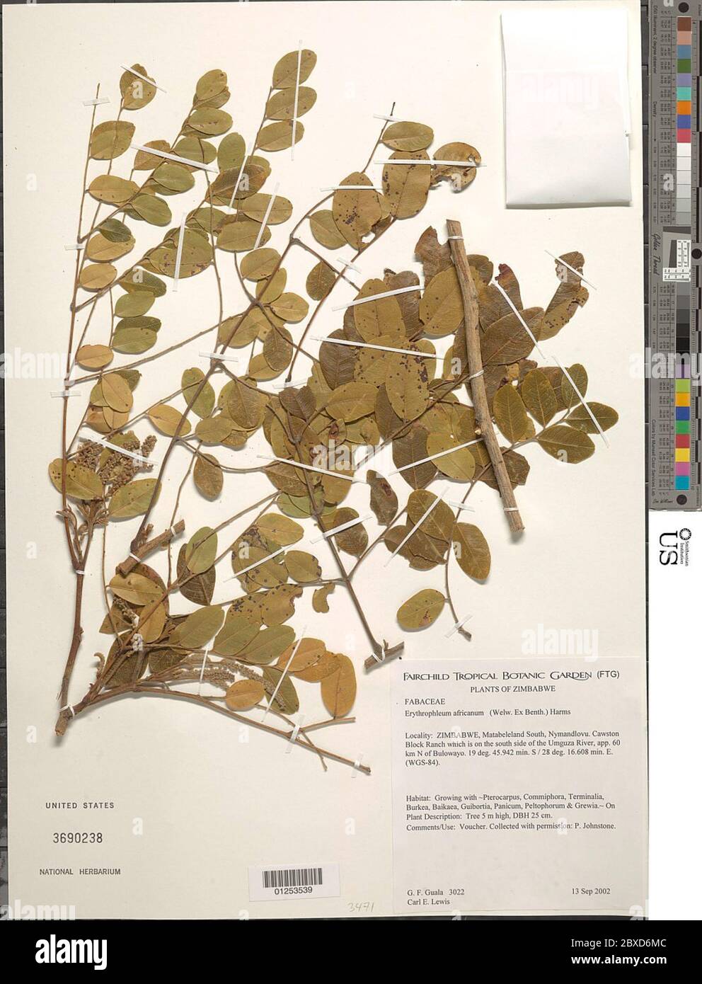 Erythrophleum africanum Welw ex Benth Harms Erythrophleum africanum Welw ex Benth Harms. Stock Photo