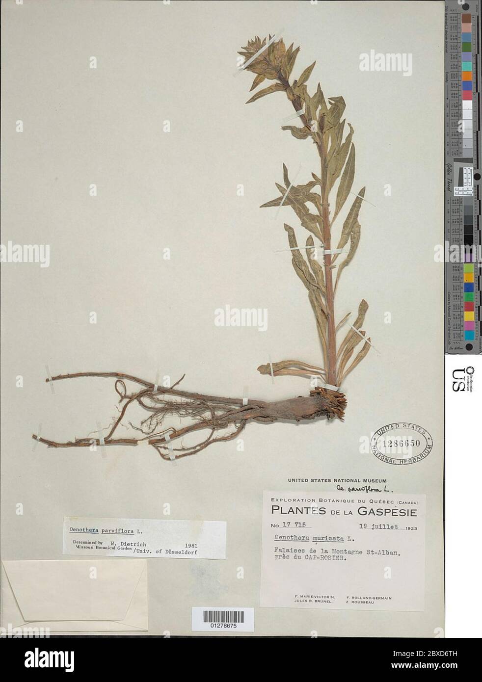 Oenothera parviflora L Stock Photo