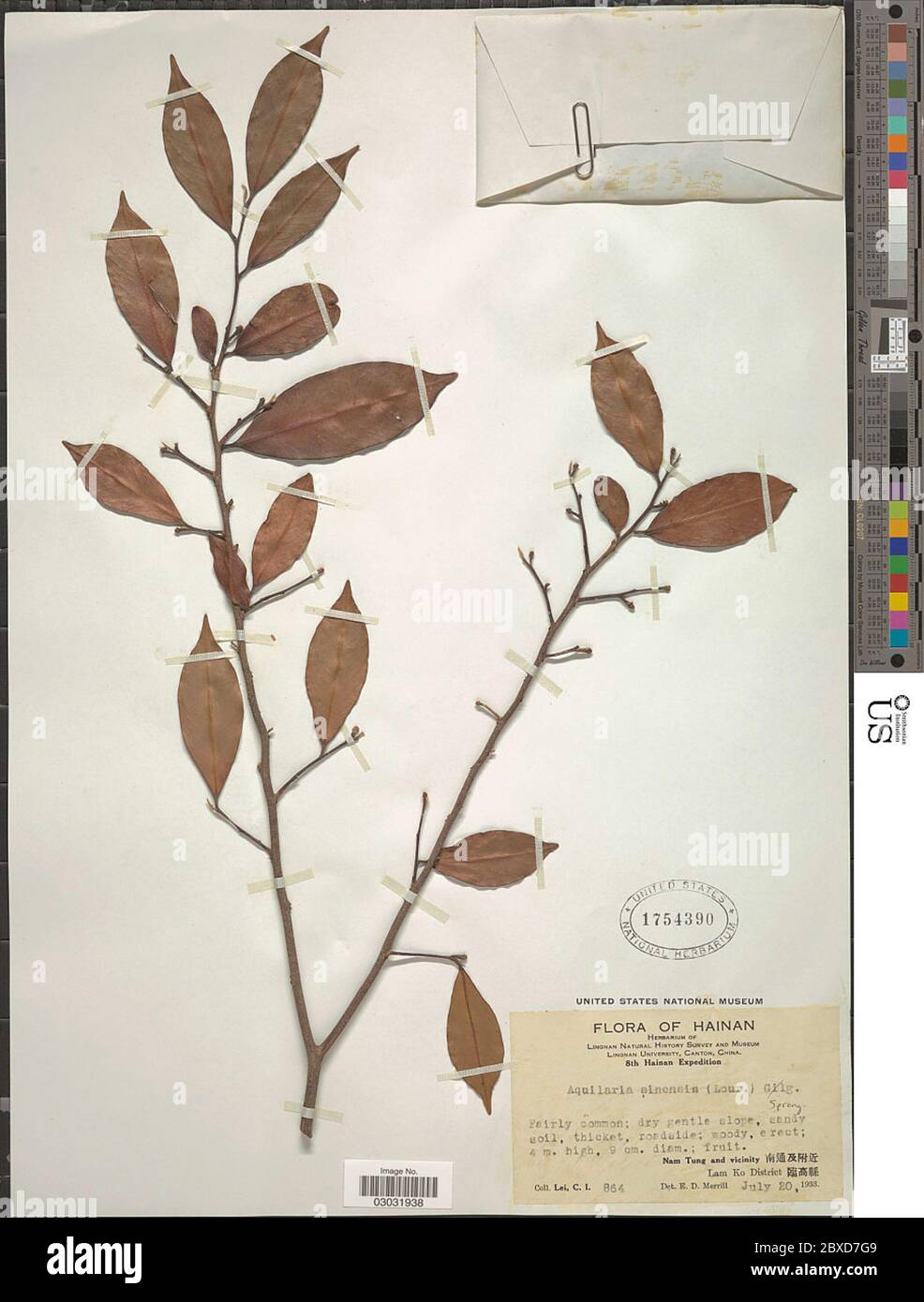 Aquilaria sinensis Aquilaria sinensis Stock Photo Alamy