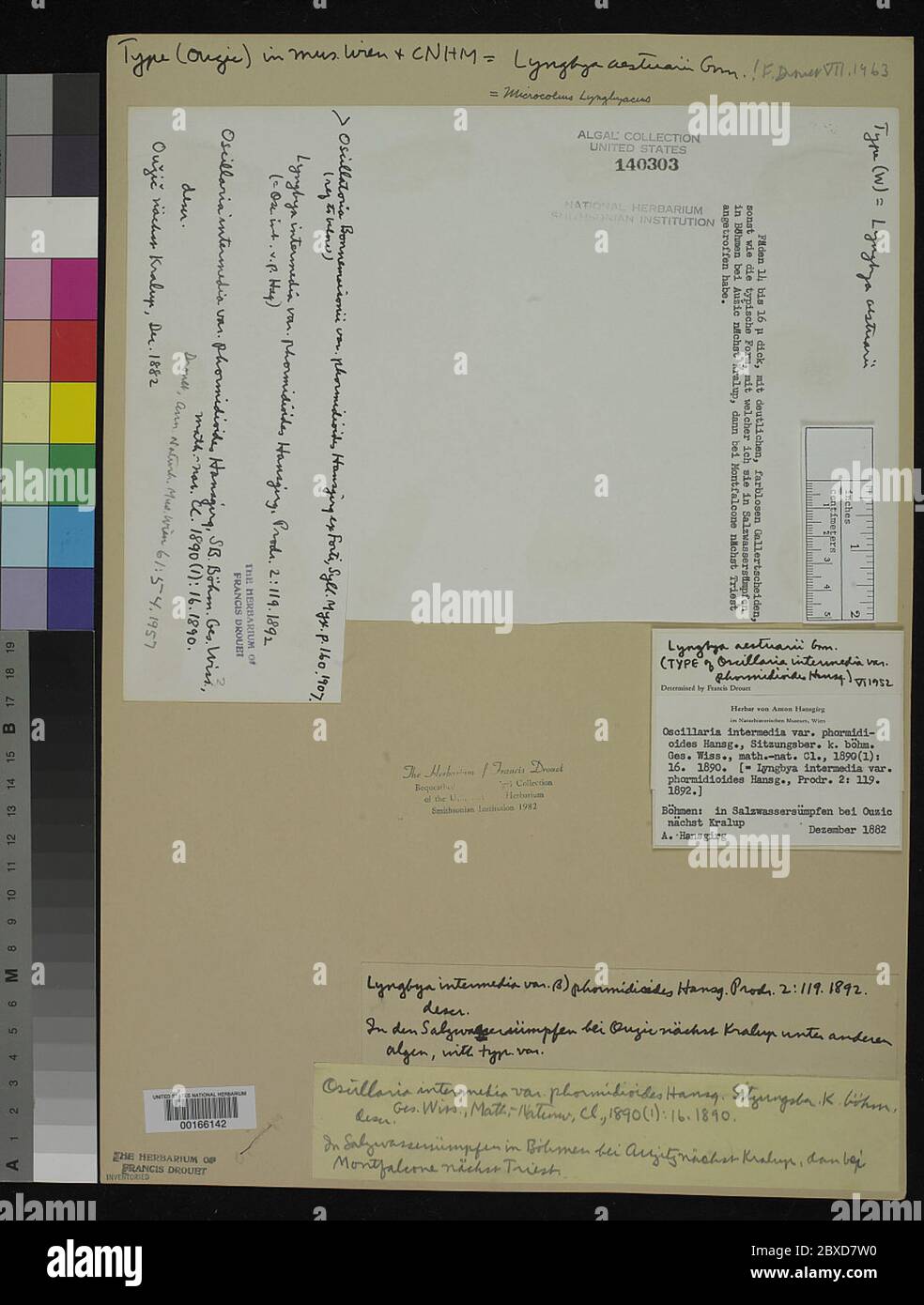 00166142.tif Oscillatoria intermedia var phormidioides Hansg. Stock Photo