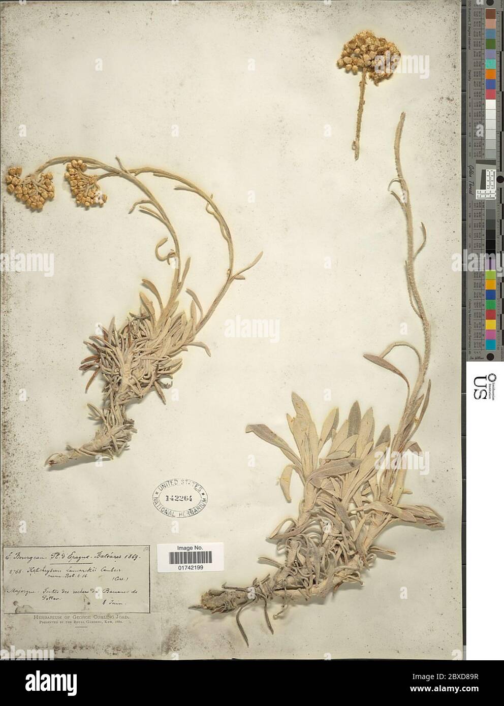 Helichrysum lamarckii Cambess Helichrysum lamarckii Cambess. Stock Photo