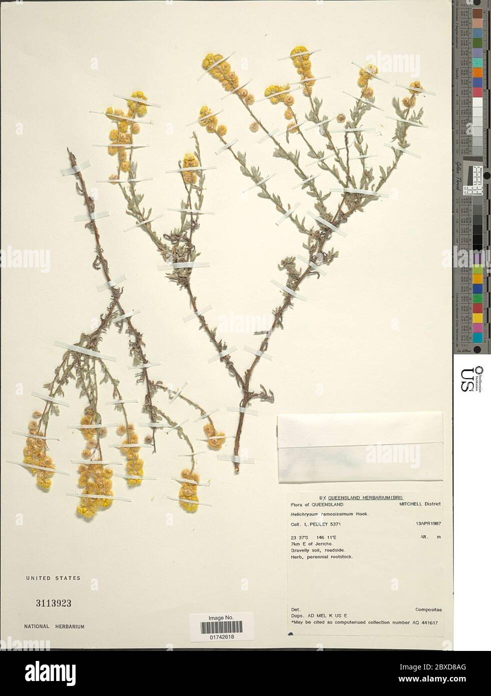 Helichrysum ramosissimum Hook Helichrysum ramosissimum Hook. Stock Photo