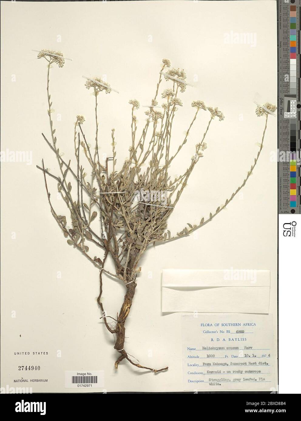 Helichrysum erosum Harv Helichrysum erosum Harv. Stock Photo