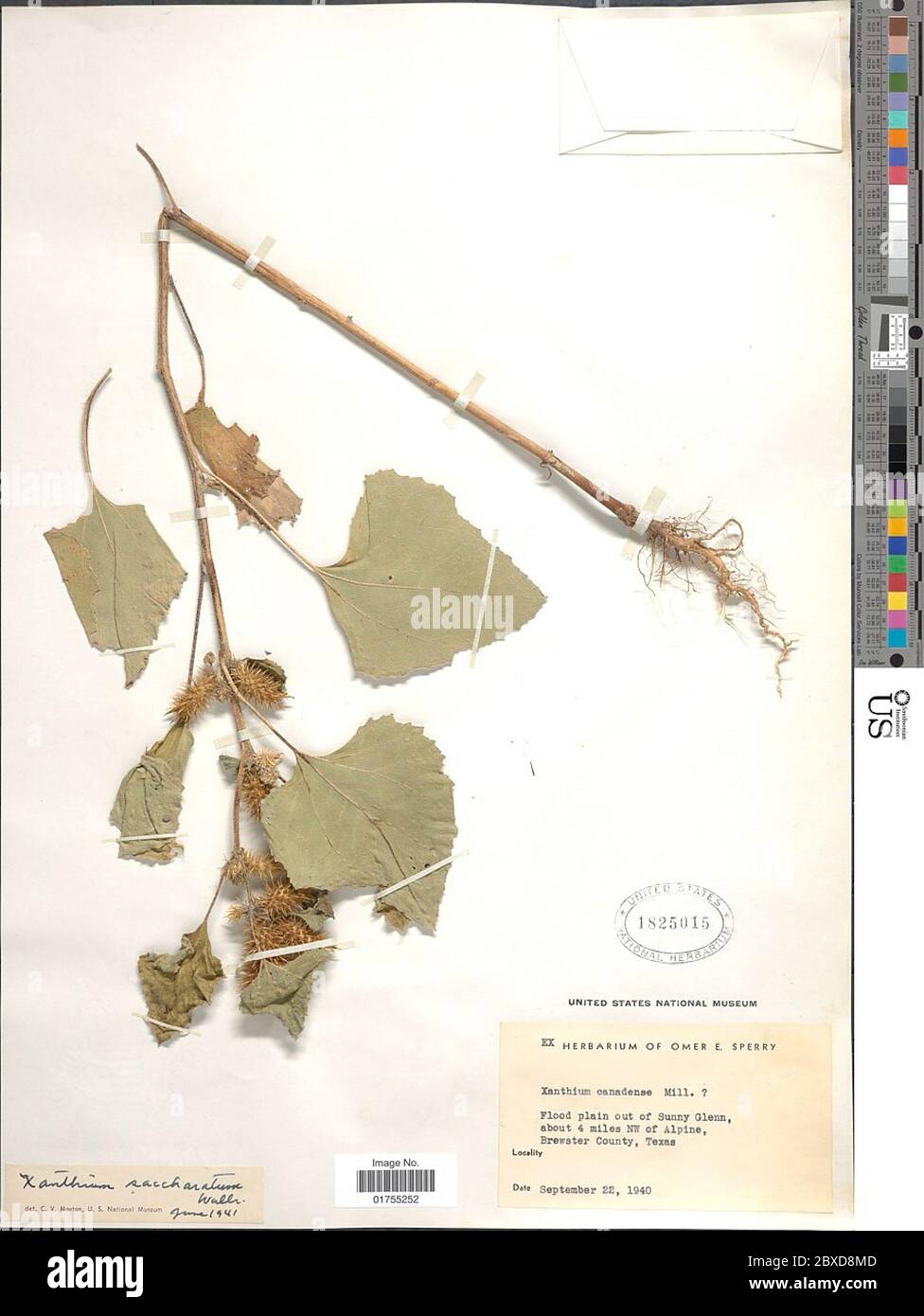 Xanthium strumarium L Xanthium strumarium L Stock Photo Alamy