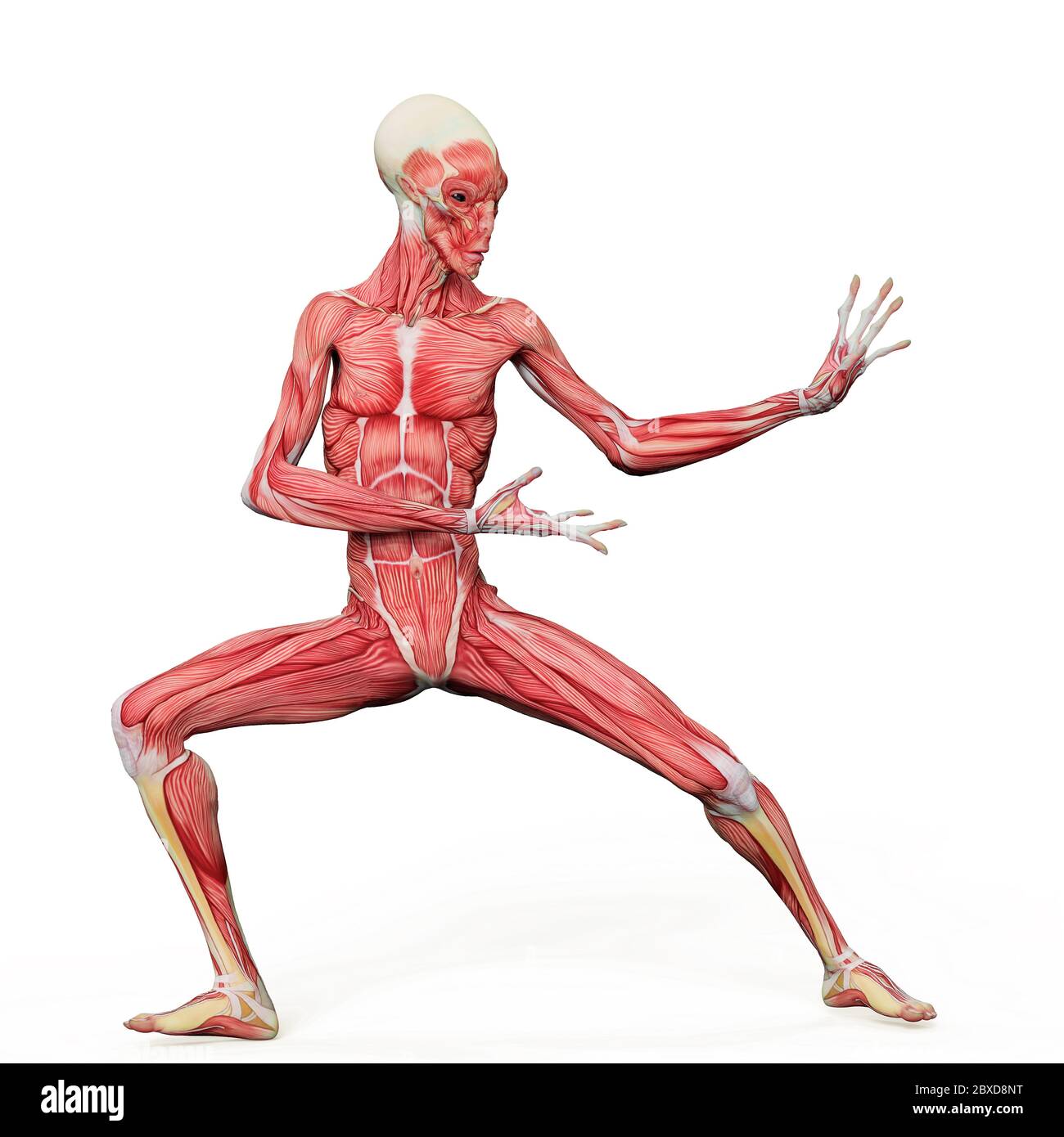 alien muscle maps on white background will put some live in yours ...