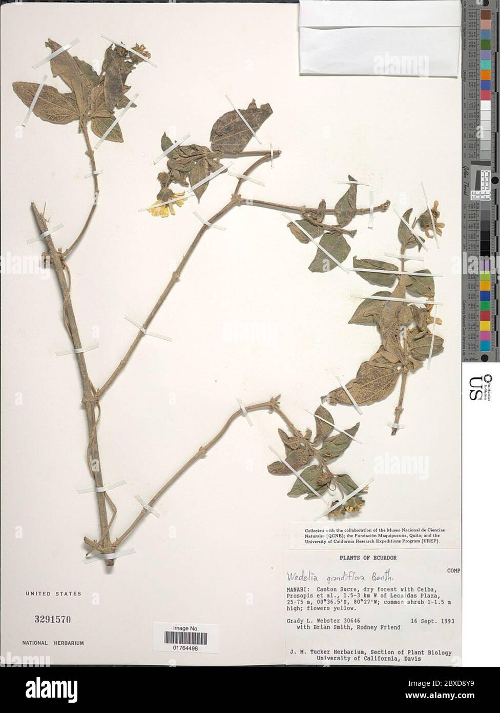 Wedelia grandiflora Benth Wedelia grandiflora Benth. Stock Photo