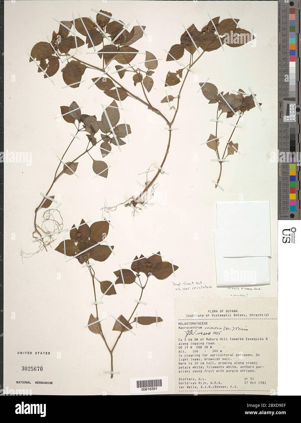 Macrocentrum cristatum var parviflorum DC Cogn Macrocentrum cristatum var parviflorum DC Cogn. Stock Photo