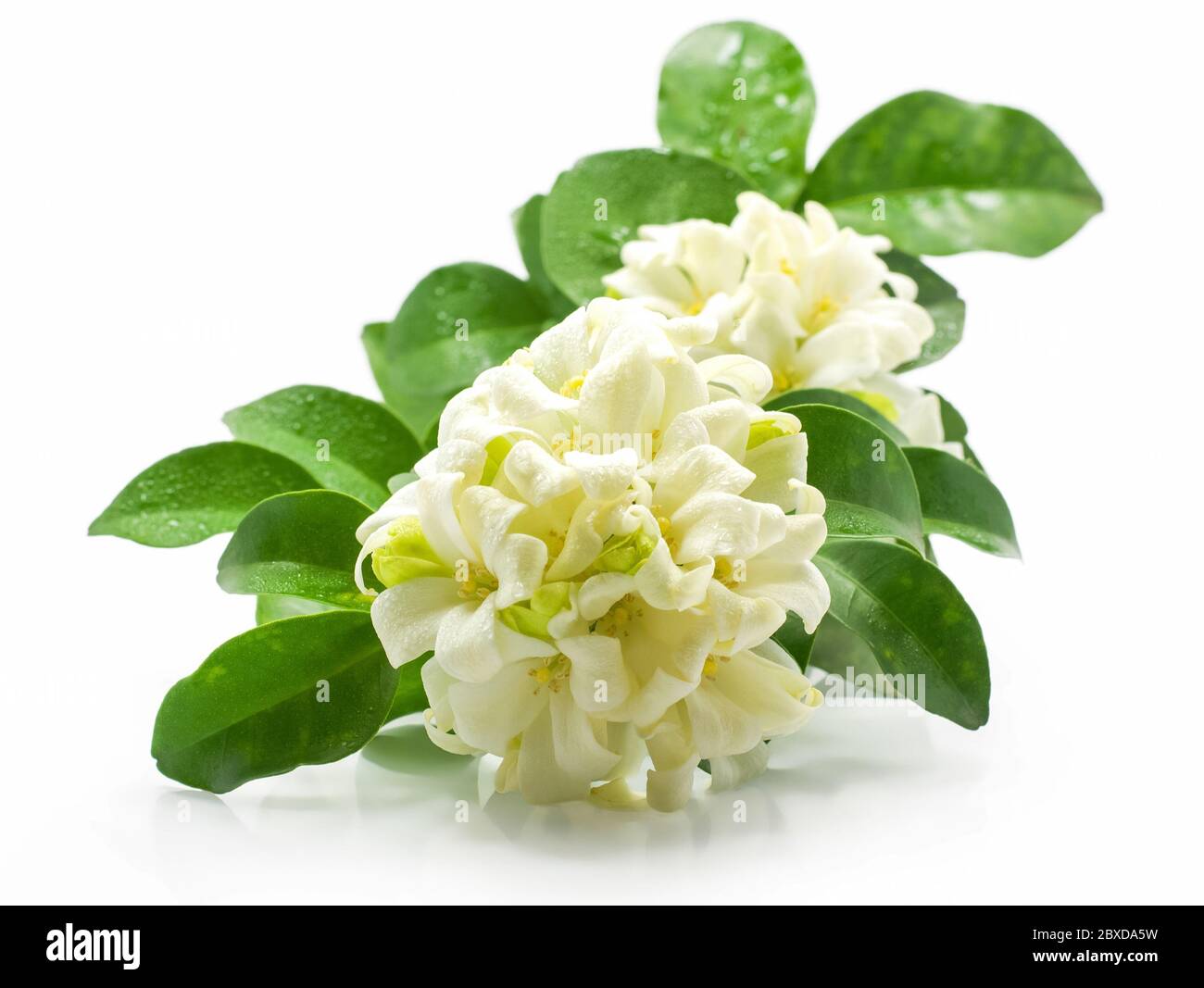 Orange jasmine flower isolated on white background Stock Photo Alamy