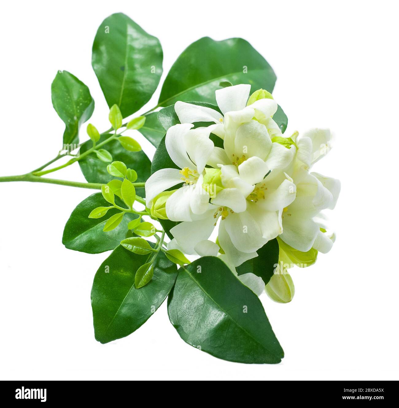 Jasmine flower Cut Out Stock Images & Pictures Alamy
