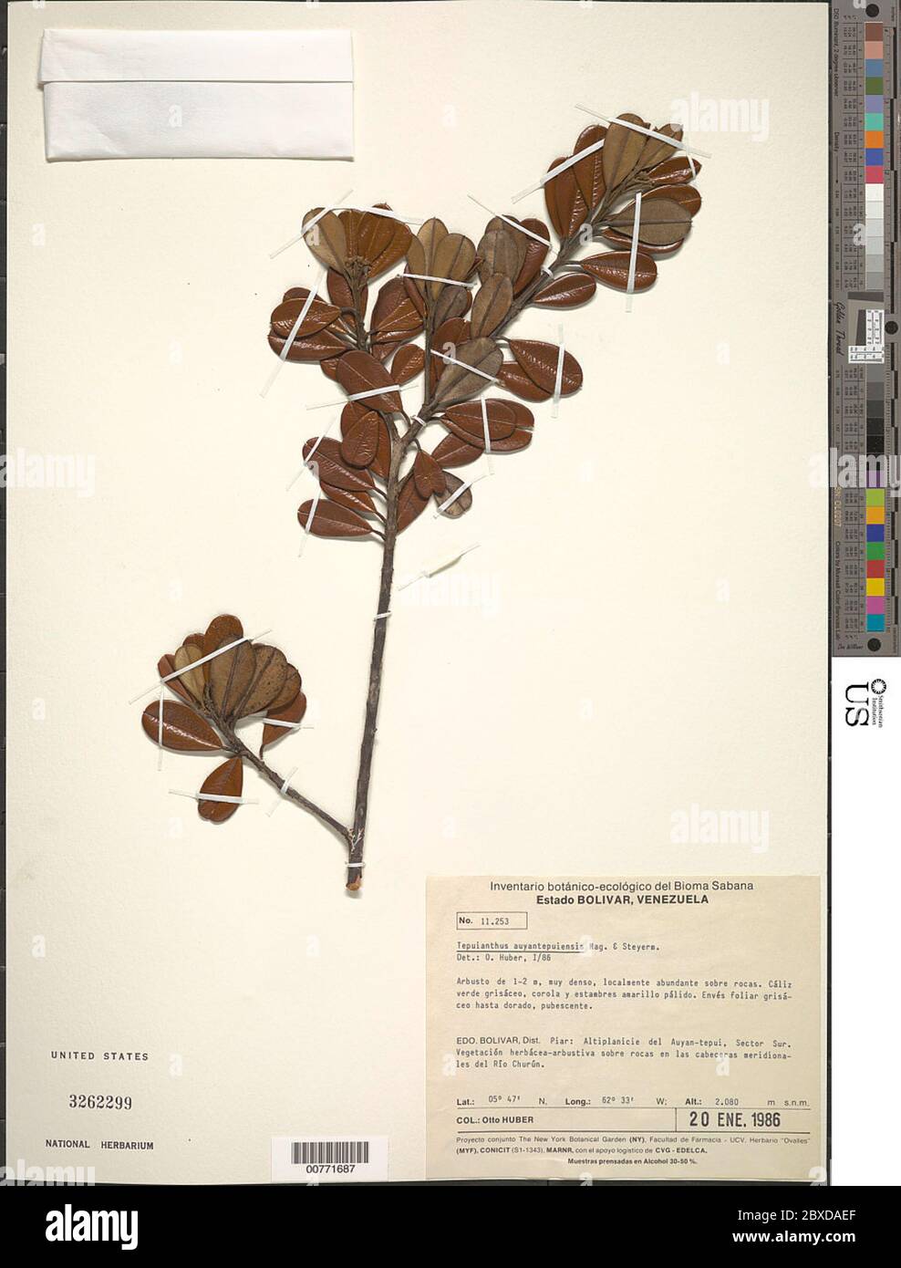 Tepuianthus auyantepuiensis Maguire Steyerm Tepuianthus auyantepuiensis