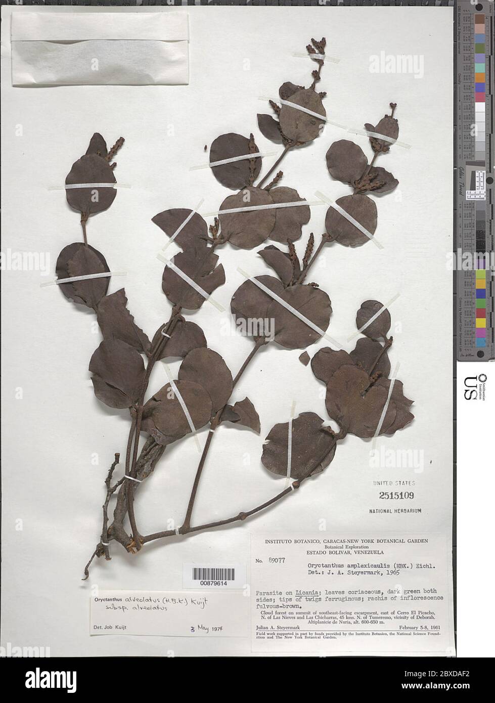 Oryctanthus alveolatus Kunth Kuijt subsp alveolatus Oryctanthus alveolatus Kunth Kuijt subsp alveolatus. Stock Photo