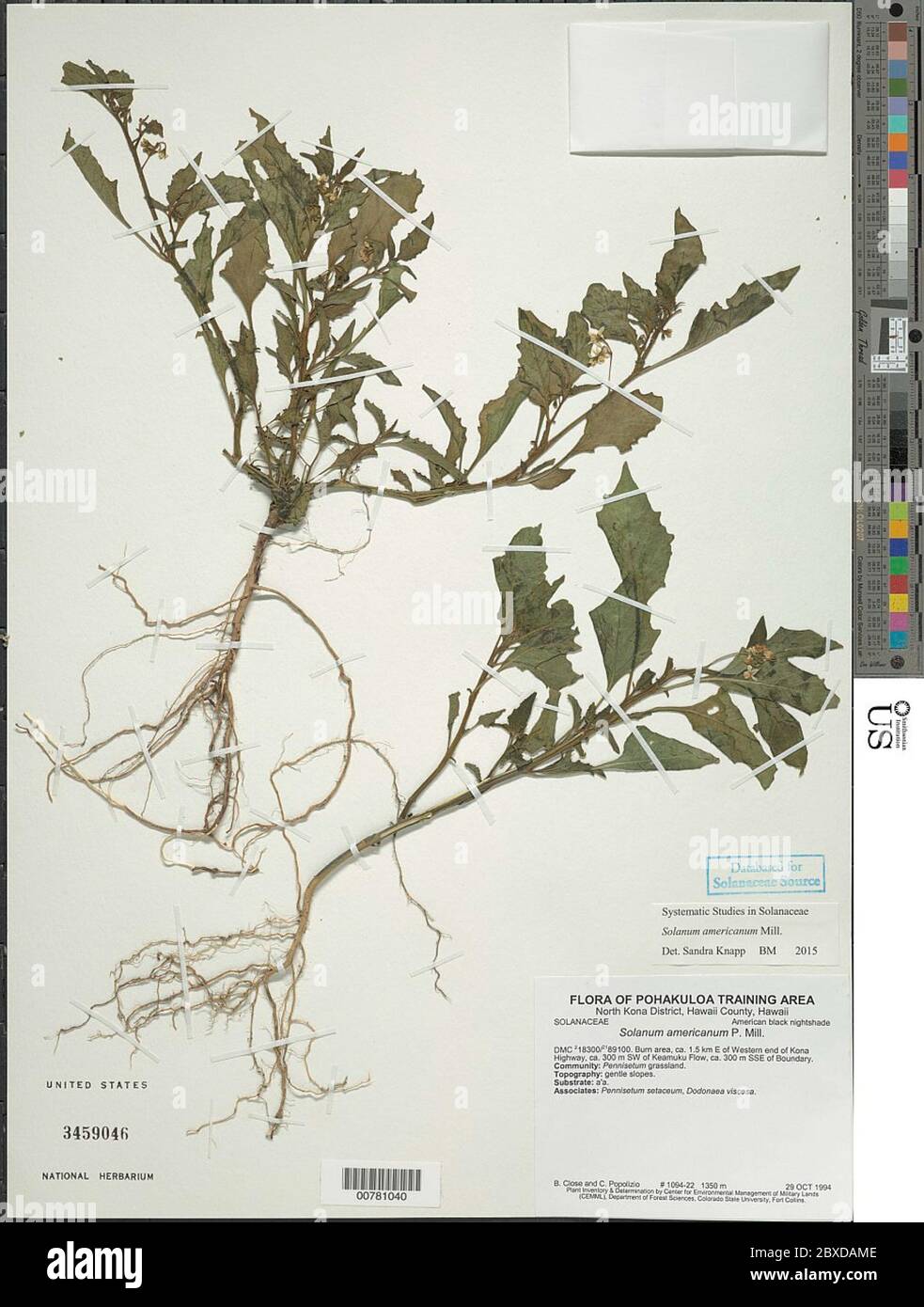 Solanum americanum Mill Solanum americanum Mill Stock Photo - Alamy