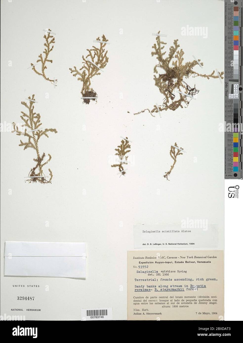 Selaginella roraimensis Baker in Thurn Stock Photo