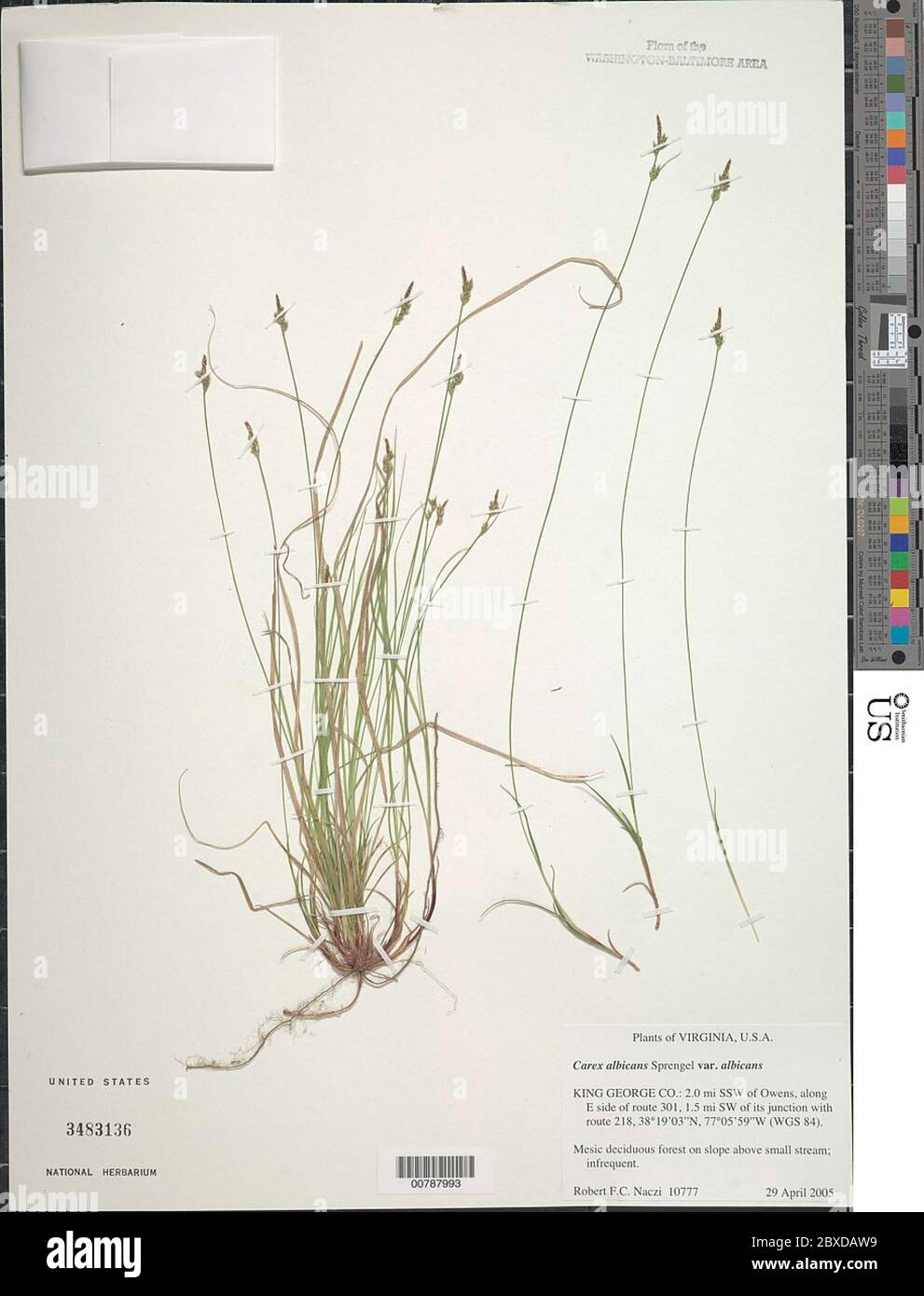 Carex albicans Willd ex Spreng var albicans Carex albicans Willd ex Spreng var albicans. Stock Photo