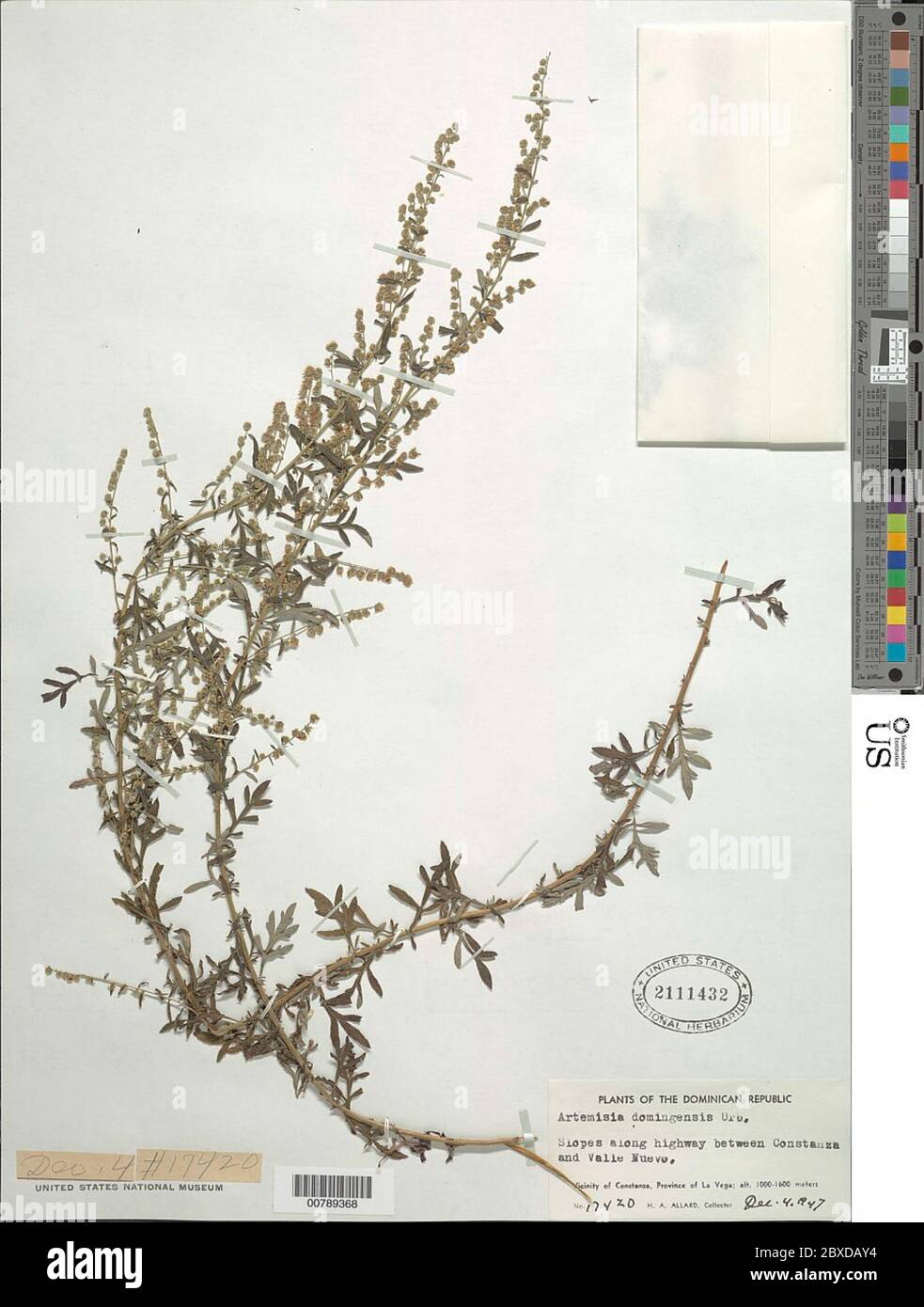 Artemisia domingensis Urb Artemisia domingensis Urb. Stock Photo