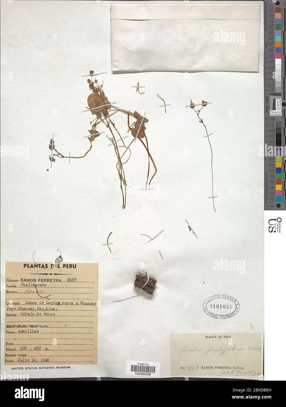 Oxalis pachyrrhiza Wedd Oxalis pachyrrhiza Wedd. Stock Photo