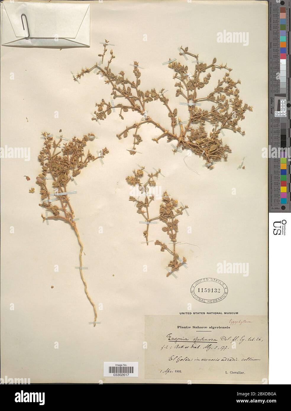 Fagonia glutinosa Fagonia glutinosa. Stock Photo