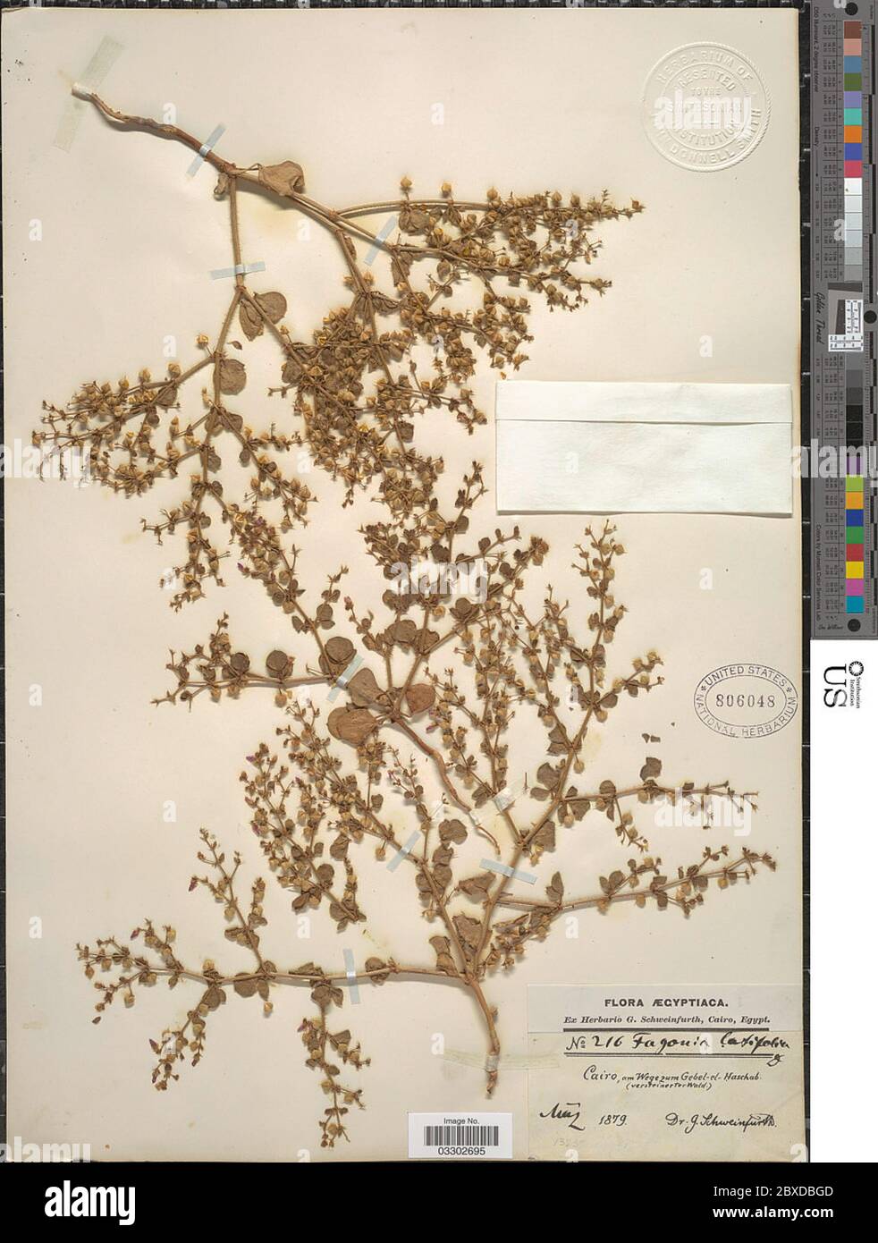 Fagonia latifolia Delile Fagonia latifolia Delile. Stock Photo