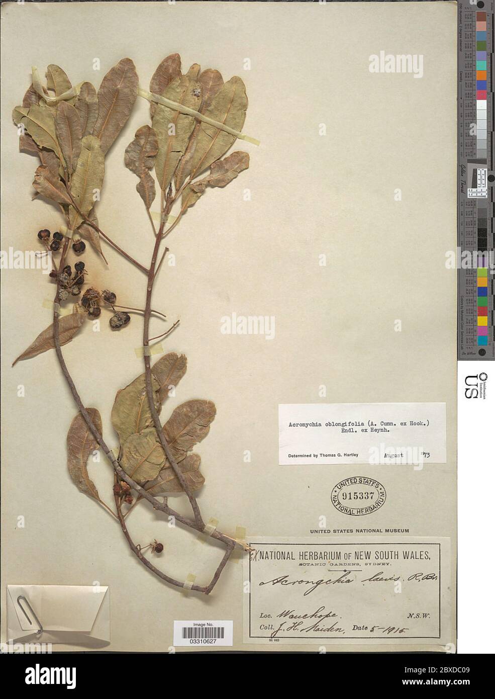Acronychia oblongifolia A Cunn ex Hook Endl ex Heynh Acronychia oblongifolia A Cunn ex Hook Endl ex Heynh. Stock Photo